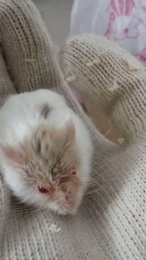 我的仓鼠怎么了?起先眼睛睁不开,我们用棉签沾凉开水擦拭眼睛