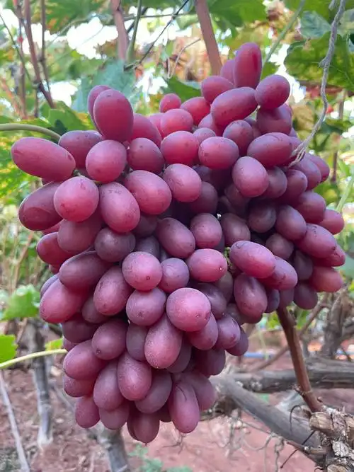 西昌克伦生无籽红提纯甜嘎嘣脆