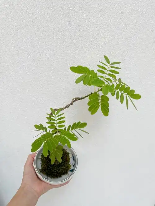 小众绿植00叶下珠