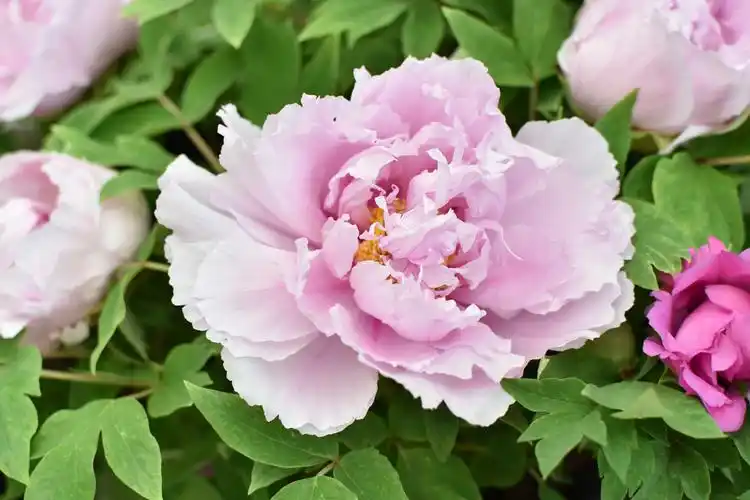 一株株花朵盈尺,富贵吉祥的牡丹,使人赏心悦目,陶醉其中.