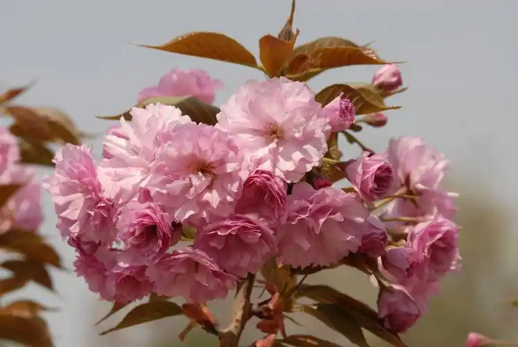 春天的花朵15-八重紫樱