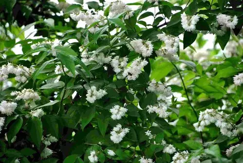 溲疏～花名很怪异,开花却很美丽.
