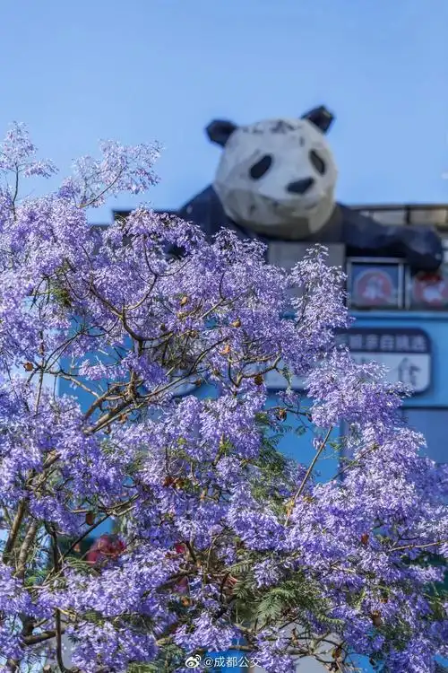 5月的蓝花楹,美遍了成都的"卡卡角角"!