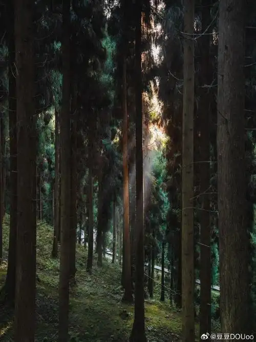 壁纸 风景 森林 桌面 690_920 竖版 竖屏 手机