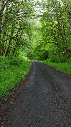 春天,树木,绿色,道路 5k