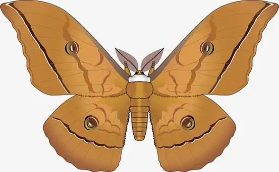 黄褐色圆点花纹飞蛾矢量素材