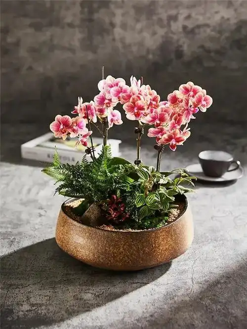 有颜有品的艺术盆栽,都是如何创意的? - 文竹蝴蝶兰 - 实验室设备网