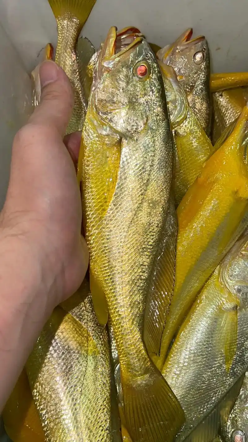 图片是本地古法延绳钓的黄鱼.