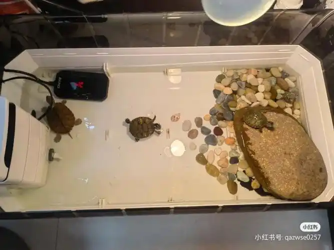 新手养龟98进阶版