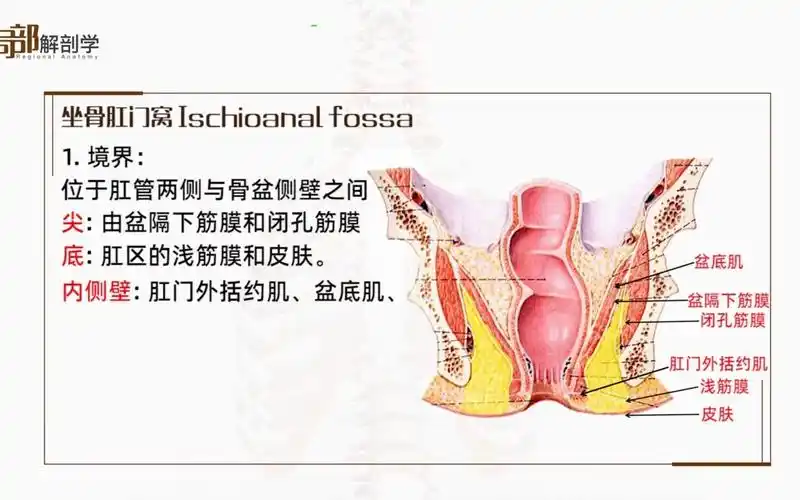 5.7 病例分析:坐骨肛门窝脓肿