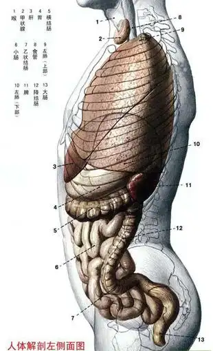 身体全面揭破图-人体解剖图