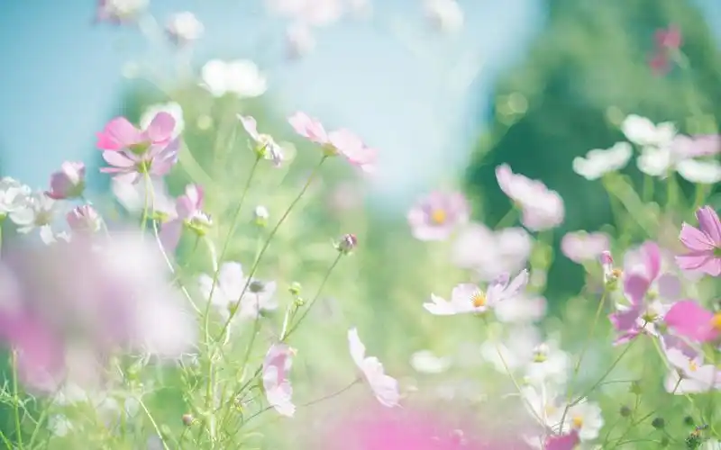 花,盛开,唯美,安静,花海,微距,清新,cotoko,风景花壁纸图片