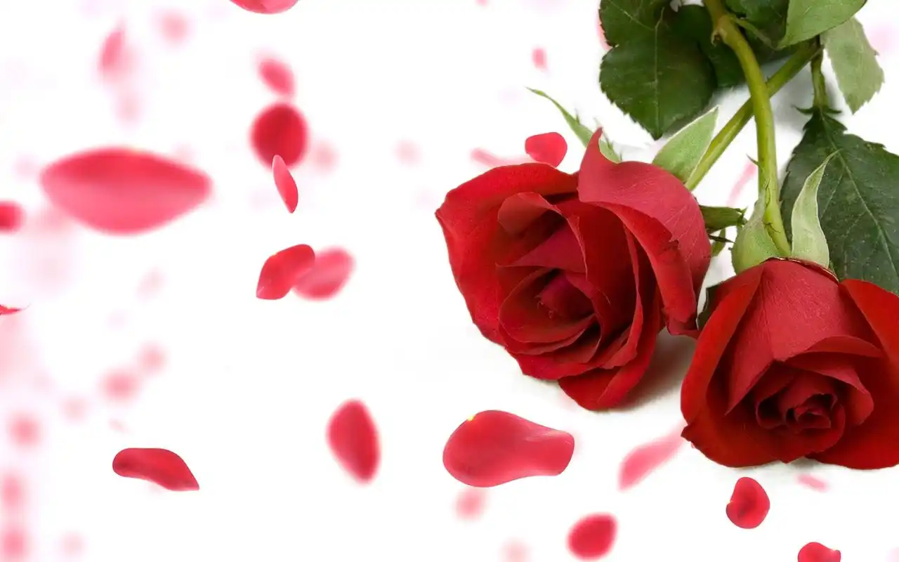浪漫七夕情人节唯美红色玫瑰电脑壁纸图片