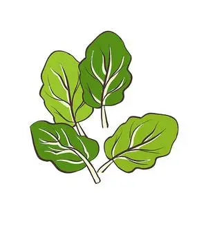 常见的蔬菜瓜果食物模板