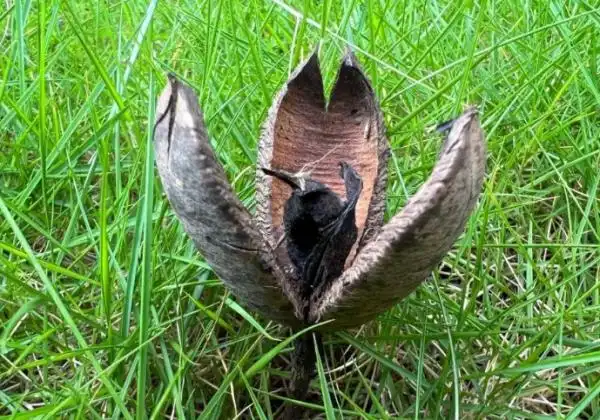 麻楝果子怎么吃和麻楝果实功效方面的知识,接下来小编为您详细解答