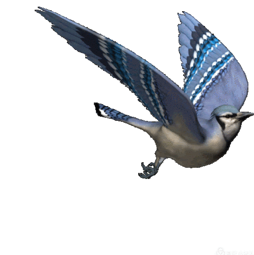 鸟图片/网络 飞着一只归家的小鸟 寻着那回家的路 尽情飞翔 在脑海里