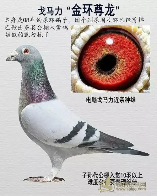 电脑戈马利原环毛脚种雄已做出多羽公棚入赏鸽难度大的赛事发挥更佳价