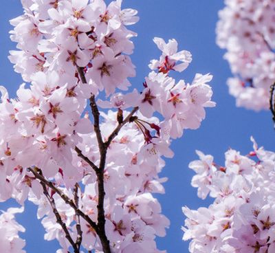 白花景观树樱桃树观赏樱花树苗当年开花大小晚樱花园4公分漂亮