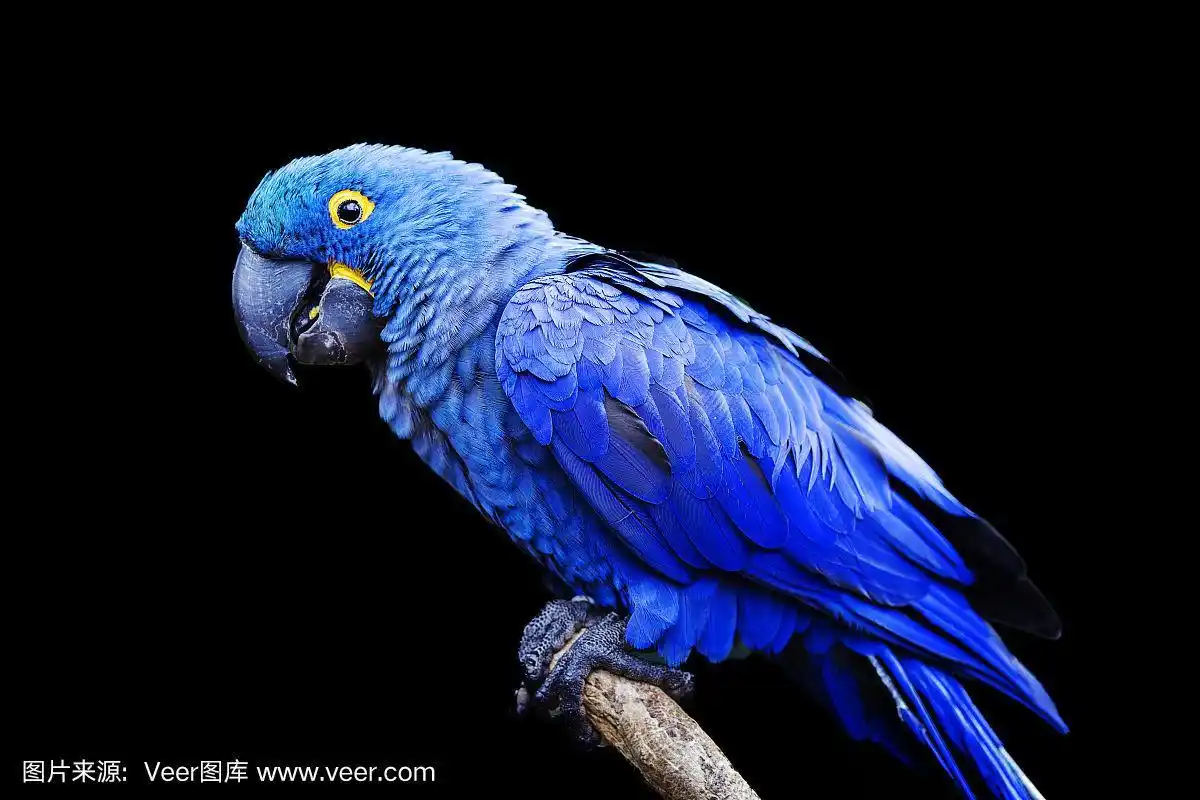 蓝色和黄色,濒临灭绝的风信子金刚鹦鹉栖息在树枝上,在一个黑色的背景