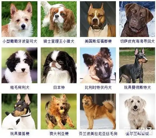 宠物狗品种图片大全,178个狗品种大全