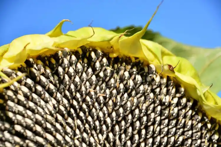 成熟的向日葵,原创拍摄|原创|拍摄|向日葵_新浪新闻