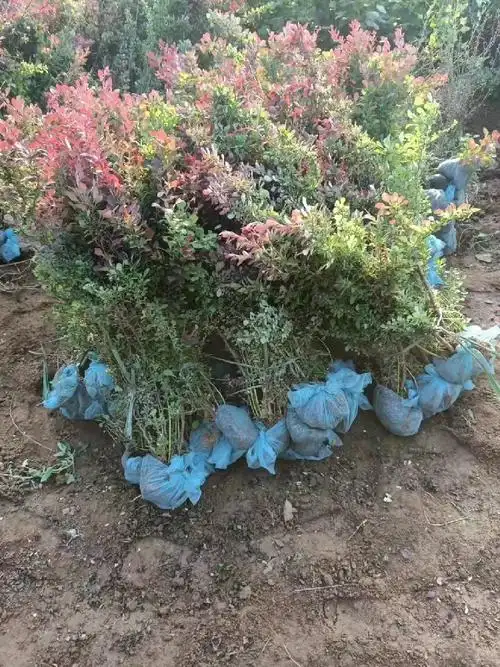 欢迎进入丝绵木嫁接卫矛球望都塔桧暴马丁香黄栌