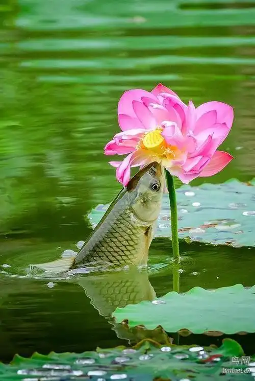 唯美图片——鱼吃莲花_网易订阅