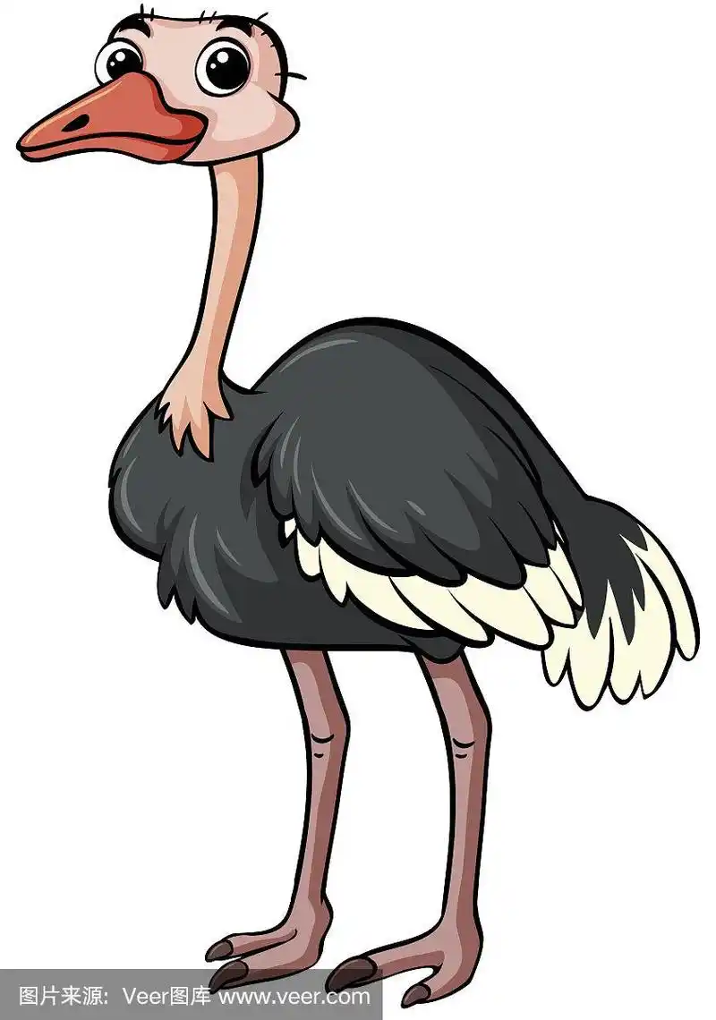 鸵鸟站在白色的背景上