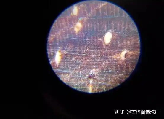 欣赏 放大100倍的小叶紫檀横切面图片