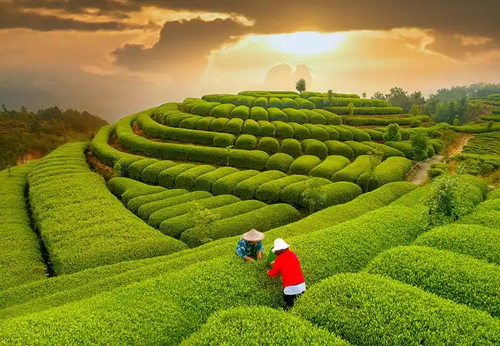 最美茶园-"我和我的祖国"摄影类征稿区-大众摄影网