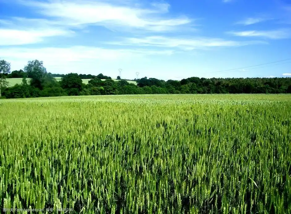 绿色麦田图片