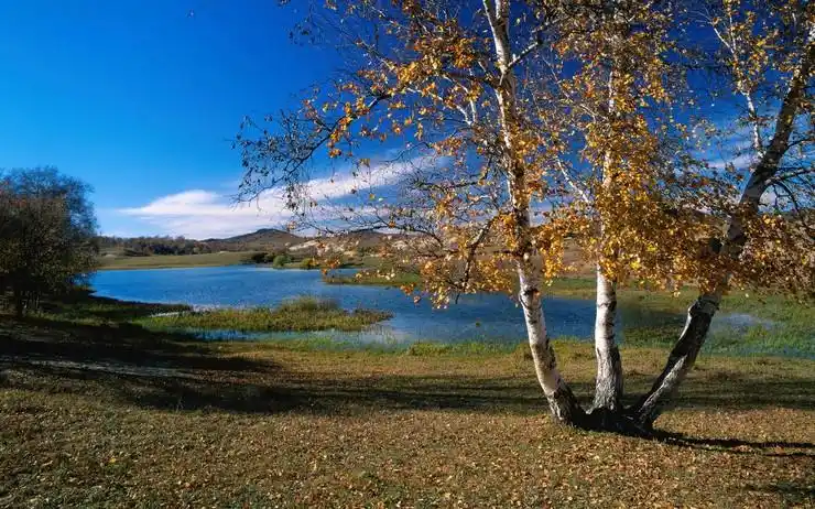 安卓金秋 唯美 风景手机壁纸