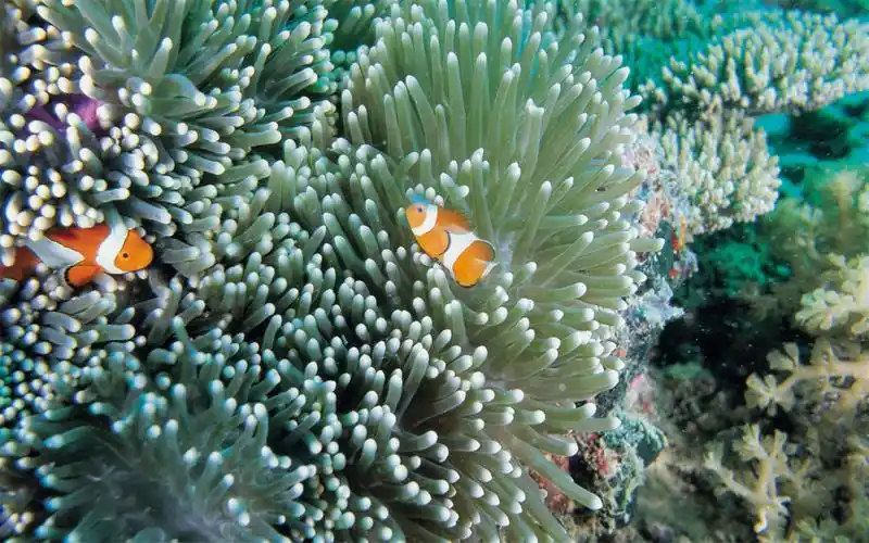 海底世界奇妙之旅摄影电脑壁纸图片大全高清大图预览1920x1200_动物