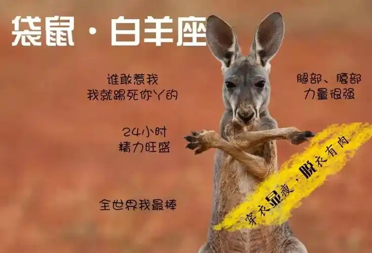 十二星座化身小动物你会是哪只动物呢