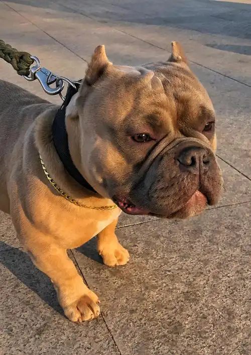 恶霸犬 - 孤岛林海 - 图虫