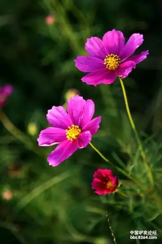 寓意幸福美好的格桑花