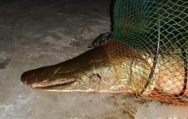 鳄雀膳怎么吃 - 雀鳝饲养 - 雀鳝 - 其他大型观赏鱼 - 观赏鱼百科