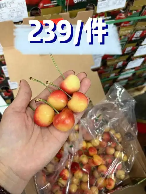 今日黄金车厘子价格:单j规格,一件4.4斤!