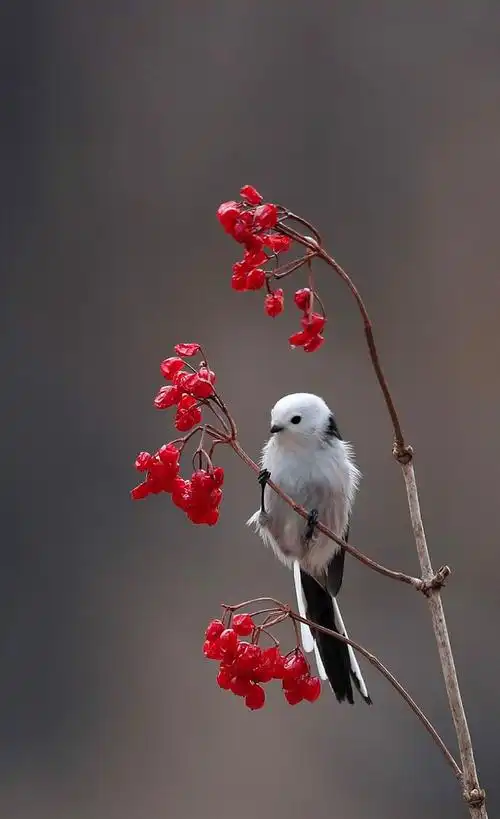 小鸟跳舞查看大图曝光:633/1000000 sec光圈:f4快门:633/1000000 sec