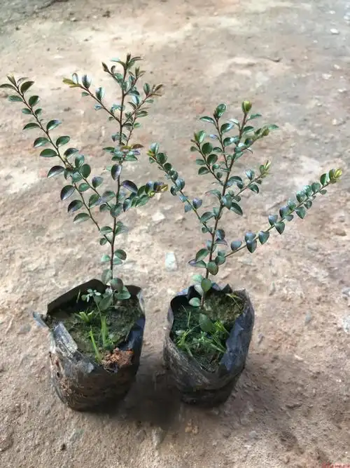 花姬正宗小叶紫檀室外植物观赏小叶紫檀带叶带土发货广州基地苗木50cm