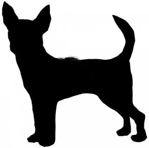 心理学4个动物影子哪个最可爱秒测你是ta的备胎还是真爱