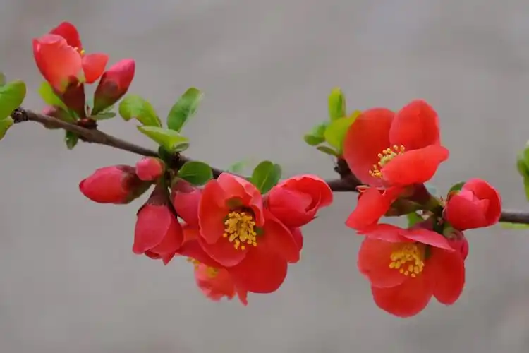 春意海棠花开红艳艳3