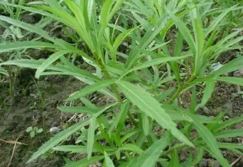 柳蒿是北方特有一种野菜,有山野菜之冠,"可食第一香草"美誉