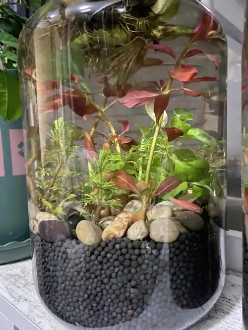 第一次做生态鱼缸