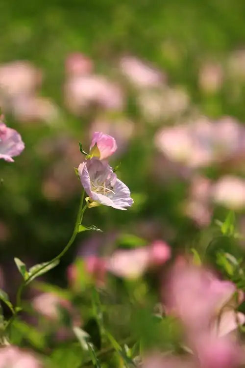 其它 露珠,青草,月见花 写美篇  看到这带有水珠的草丛,我停下脚步,近