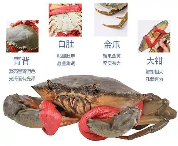 青蟹季牛人教你怎么选三门青蟹