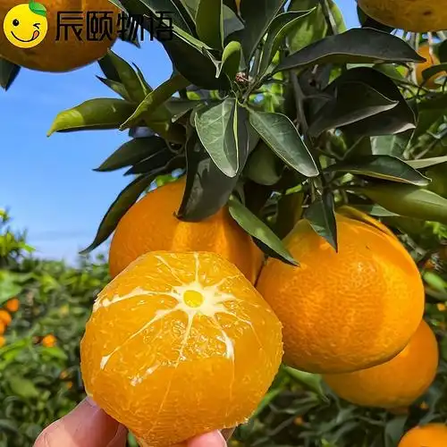 辰颐物语果冻橙45斤蒲江爱媛38号果冻橙现摘应季水果成都橘橙
