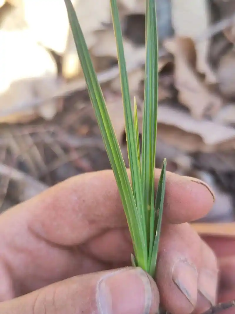 奇草叶片起楞 堵花神器#精品兰花 #爱兰花爱生活 #养兰人  - 抖音