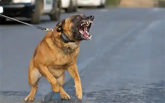 "我家狗没咬人凭啥赔28万?"女子遛狗不牵绳吓倒老人,法院判了