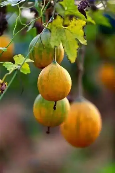 [湖北·浠水]大别山野生葫芦籽 您身边的绿色健康食品